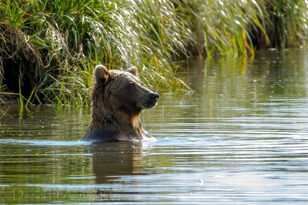 Вальяжный медведь купается в озере