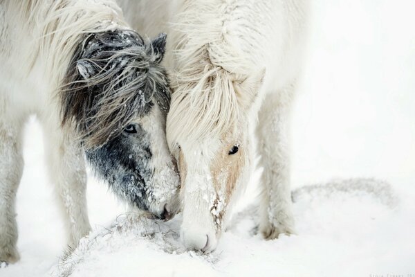 Chevaux neige nature blanc