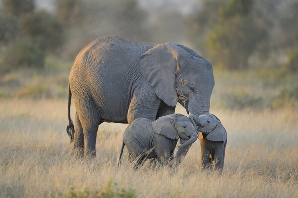 Familia de elefantes en el parque nacional