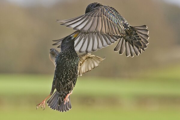 Oiseaux d étourneau