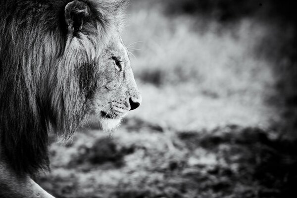 Black and white photo with a lion