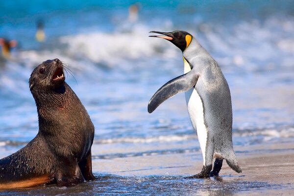 Pinguin spielt mit einem Seepferdchen