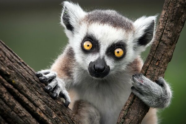 Monkey Lemur on a branch