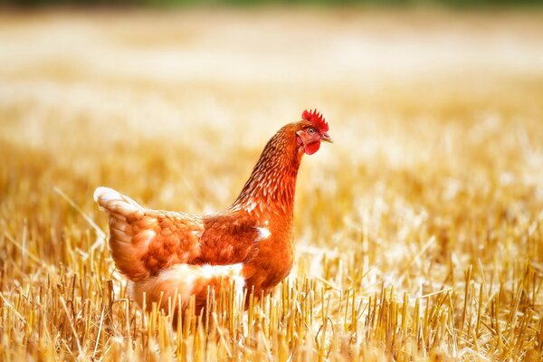 Red-haired chicken on the field