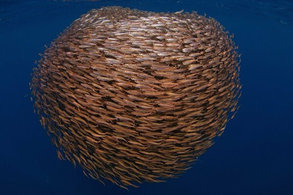 A flock of fish forming a circle in the underwater world