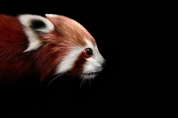 Red panda on a black background