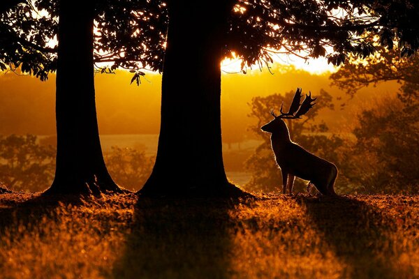 Dawn in the forest deer on the background of this beauty