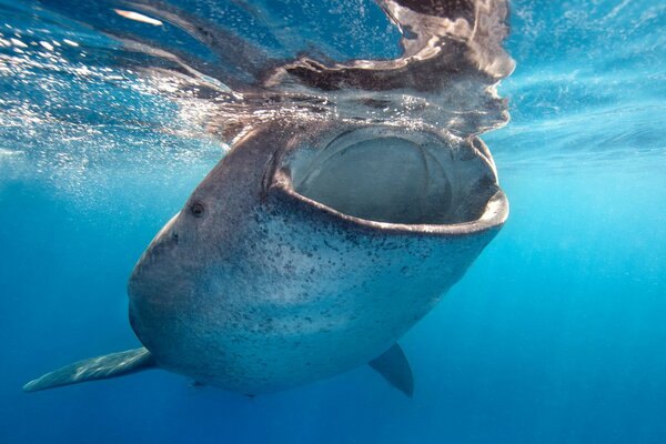 La ballena en el mar es la naturaleza