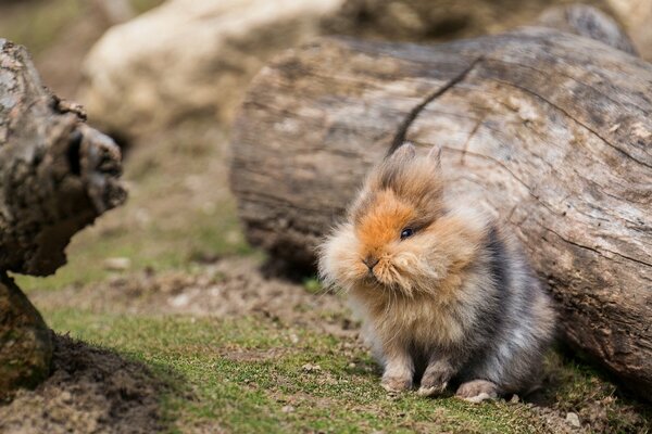 Thanks to the coloring, thanks to which a fluffy rabbit can hide behind any log