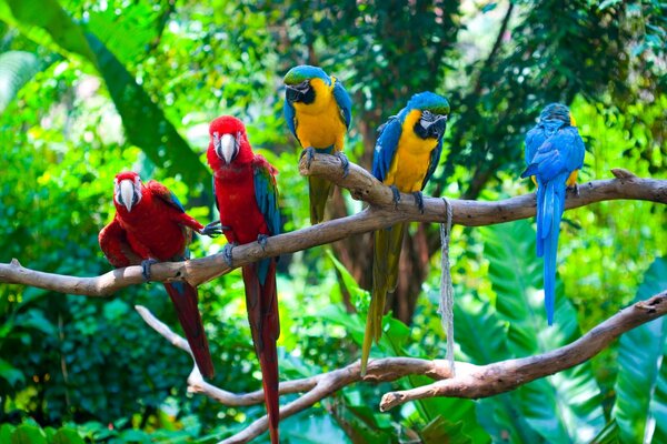 Five parrots on a branch in the tropics