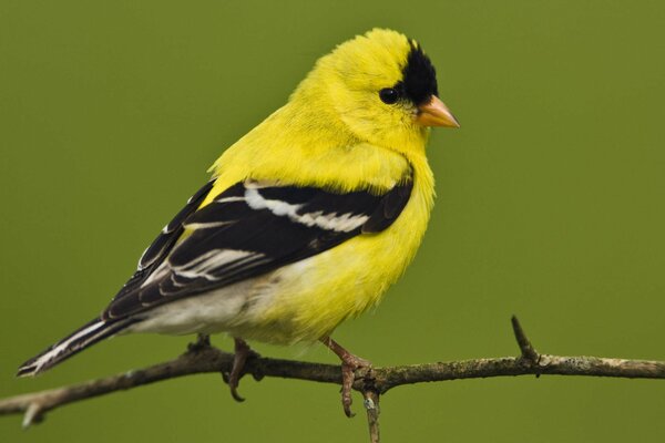 Gelber Vogel sitzt auf einem Ast