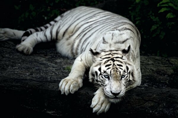 White tiger on a dark background