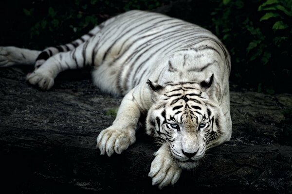 Tigre bianca su sfondo scuro