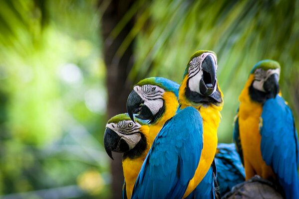 Perroquets Ara bleu jaune plumes