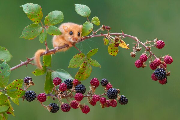 A little mouse is sitting on a branch with berries