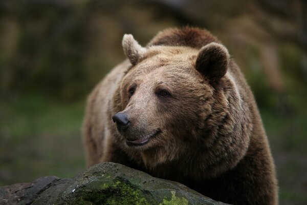 Ein schöner, üppiger Bär lächelt und schaut aus einem Stein