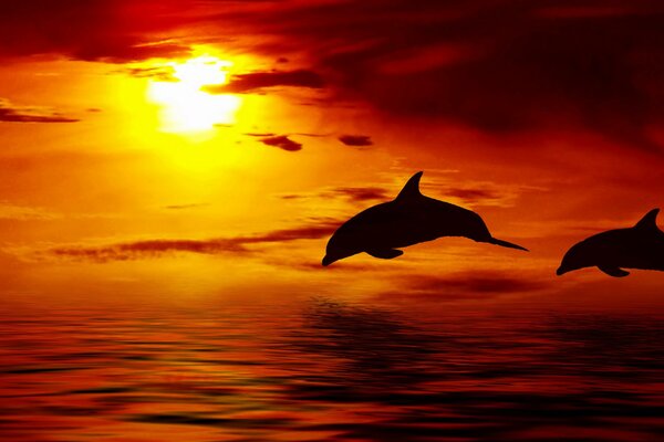 Schöner Sonnenuntergang mit Delfinen im Flug