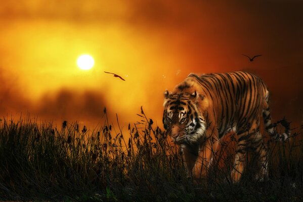 Tiger in the steppe under the scorching sun