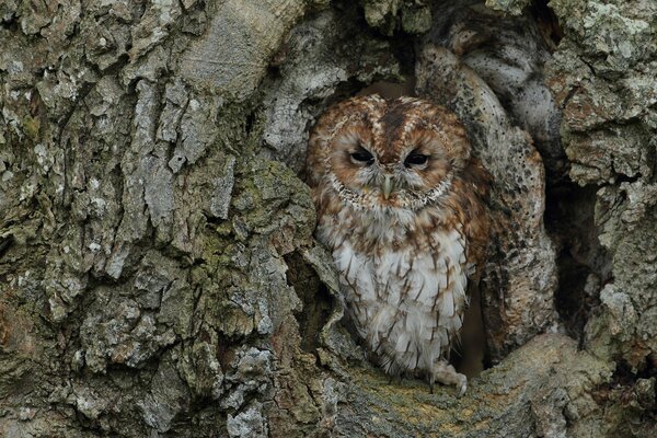 Owl disguise on the background of tree bark