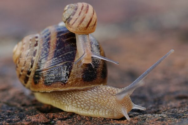 A small snail crawls on the shell of a large snail