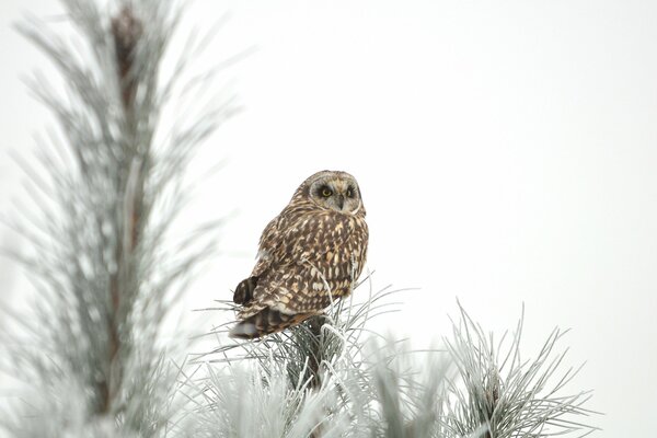 Owl sitting on a conifer on a white background