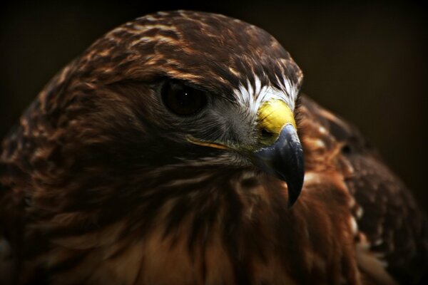 Pájaro águila en macro tiro