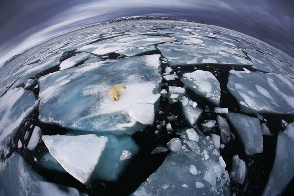 A lonely polar bear on a glacier