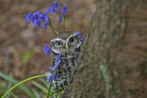 An owl looks out from under a tree