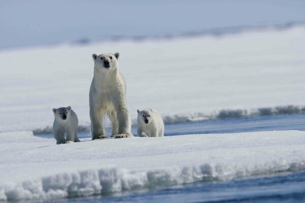 Three white bears by the water