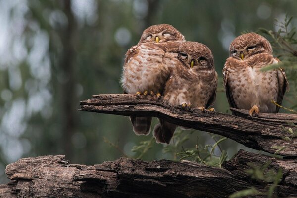 Три совы сидят на бревне в лесу