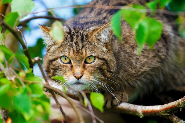 Chasse au chat sauvage dans la forêt