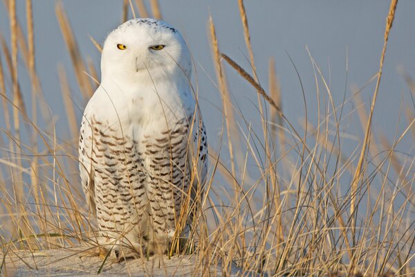 White polar owl among the ears