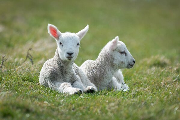 Weiße Lämmer liegen auf dem Gras