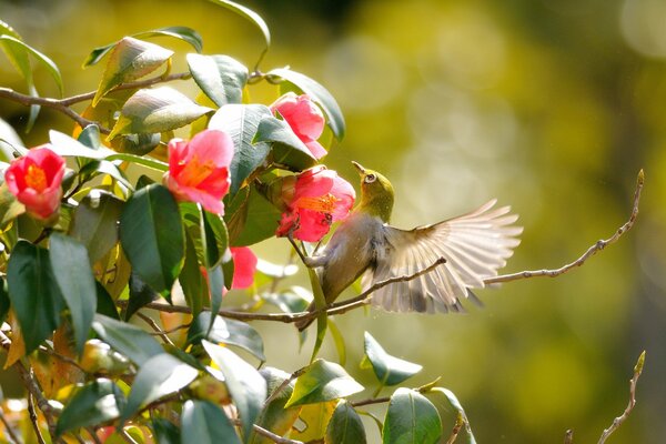 Маленькая птичка сидит на ветке с розовым цветком