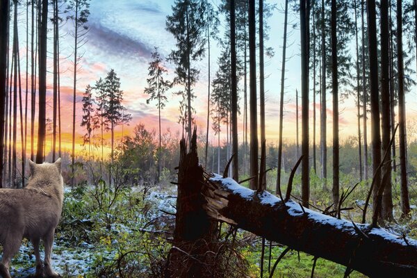 Ein Wolf , blauer Himmel und ein Wald in seiner ganzen Pracht ????