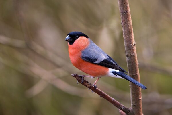 Red-breasted bullfinch on a tree branch