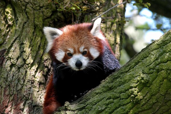 Panda rouge assis sur un arbre