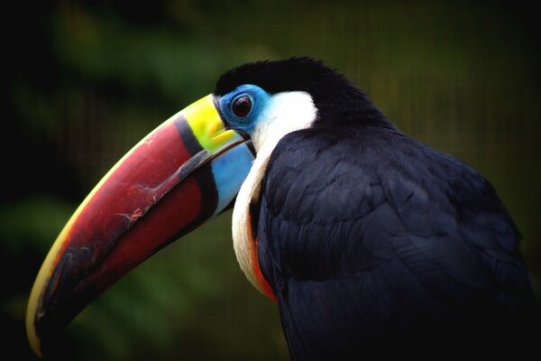 Toucan with a bright beak