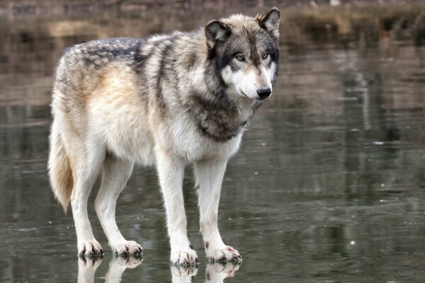 El lobo Mira pensativamente a lo lejos