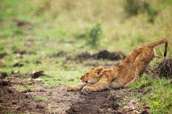 Siroter un lionceau sous la pluie