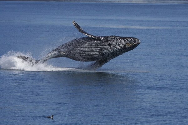 Горбатый кит играется в воде. кит горбач выпрыгивает из воды