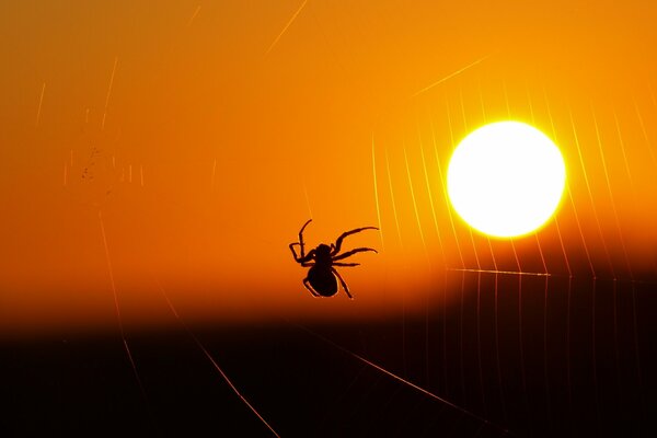 Spinne auf Spinnennetz auf Sonnenuntergang Hintergrund