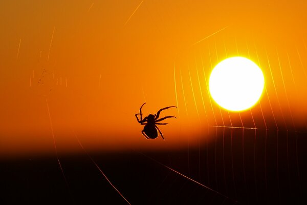 Araignée sur toile d araignée sur fond de coucher de soleil