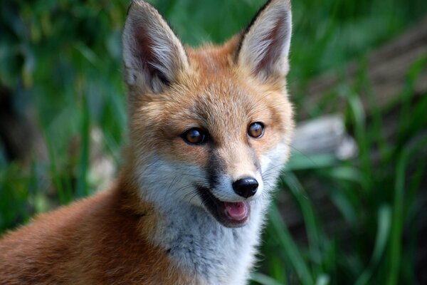 Joli visage de renard roux