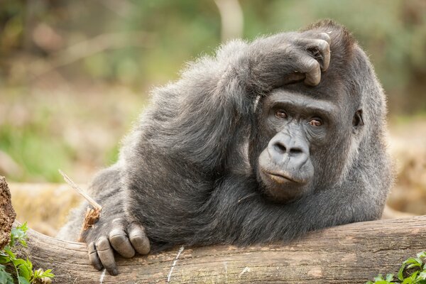 A monkey with a thoughtful look in nature