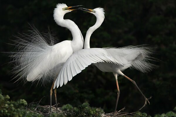 Oh, cette danse d un couple de hérons blancs