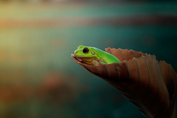 A frog is sitting on a leaf