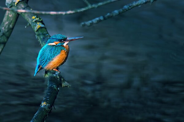 A kingfisher sits on a branch by the water