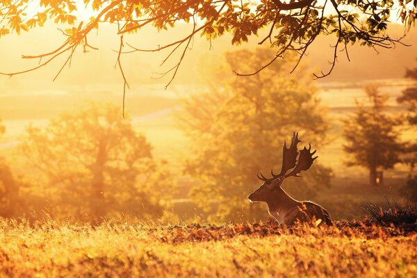 Cervo di mattina presto nella natura