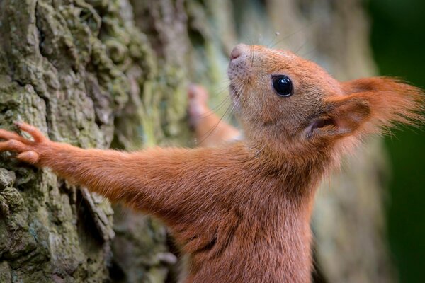 Rothaarige Eichhörnchen klettert auf einen Baum